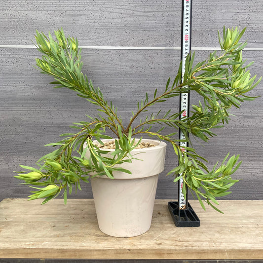 リュウカデンドロン　イエローデビル　No.1　オリジナルポット