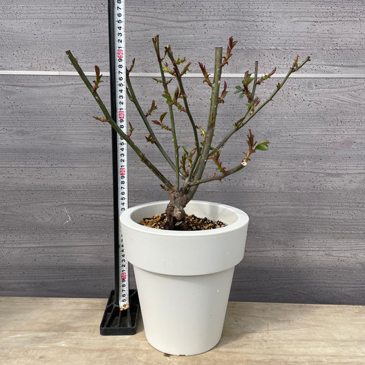 薔薇　タフタ　7号おすすめ白ポット