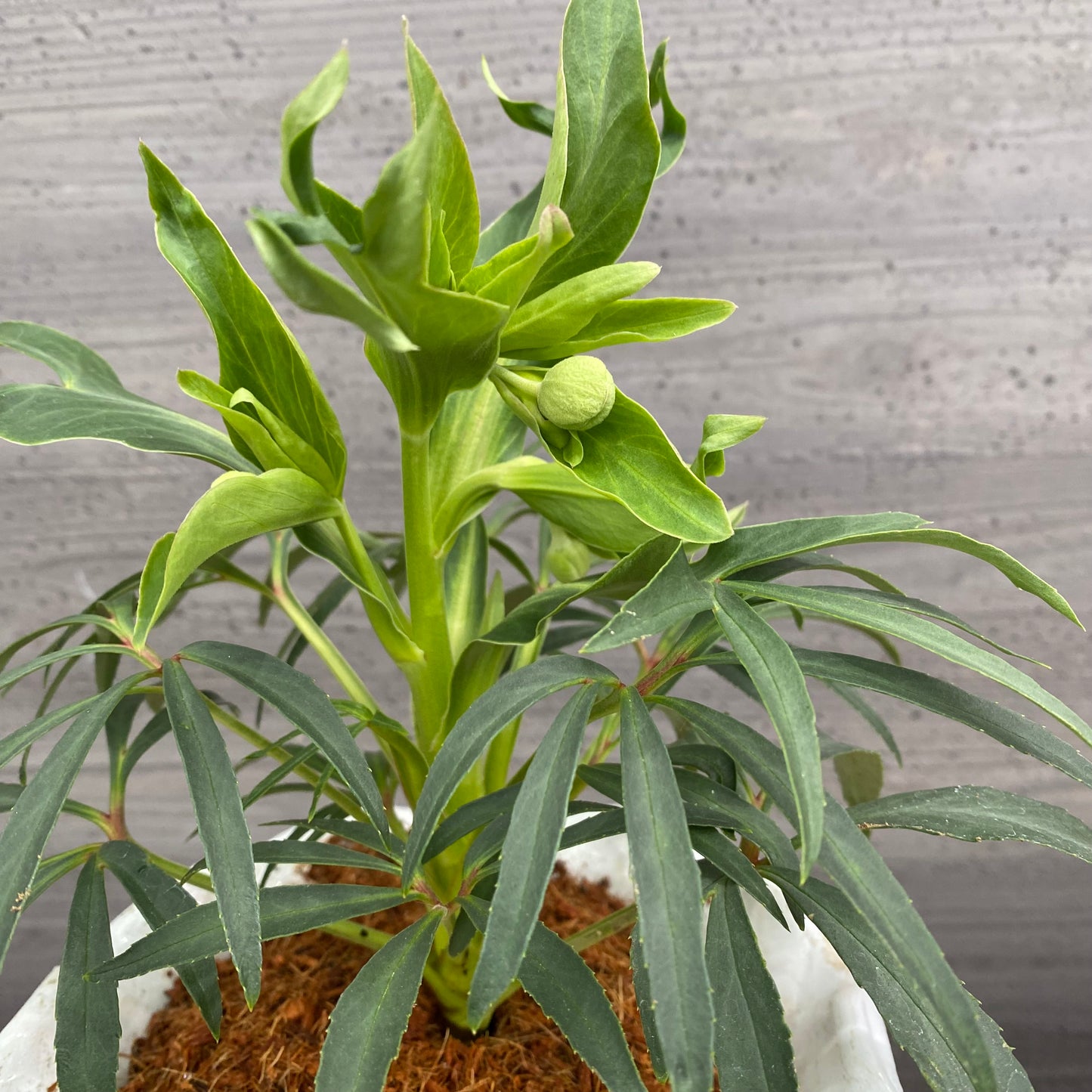 クリスマスローズ　フェチダス　キューガーデンポット白