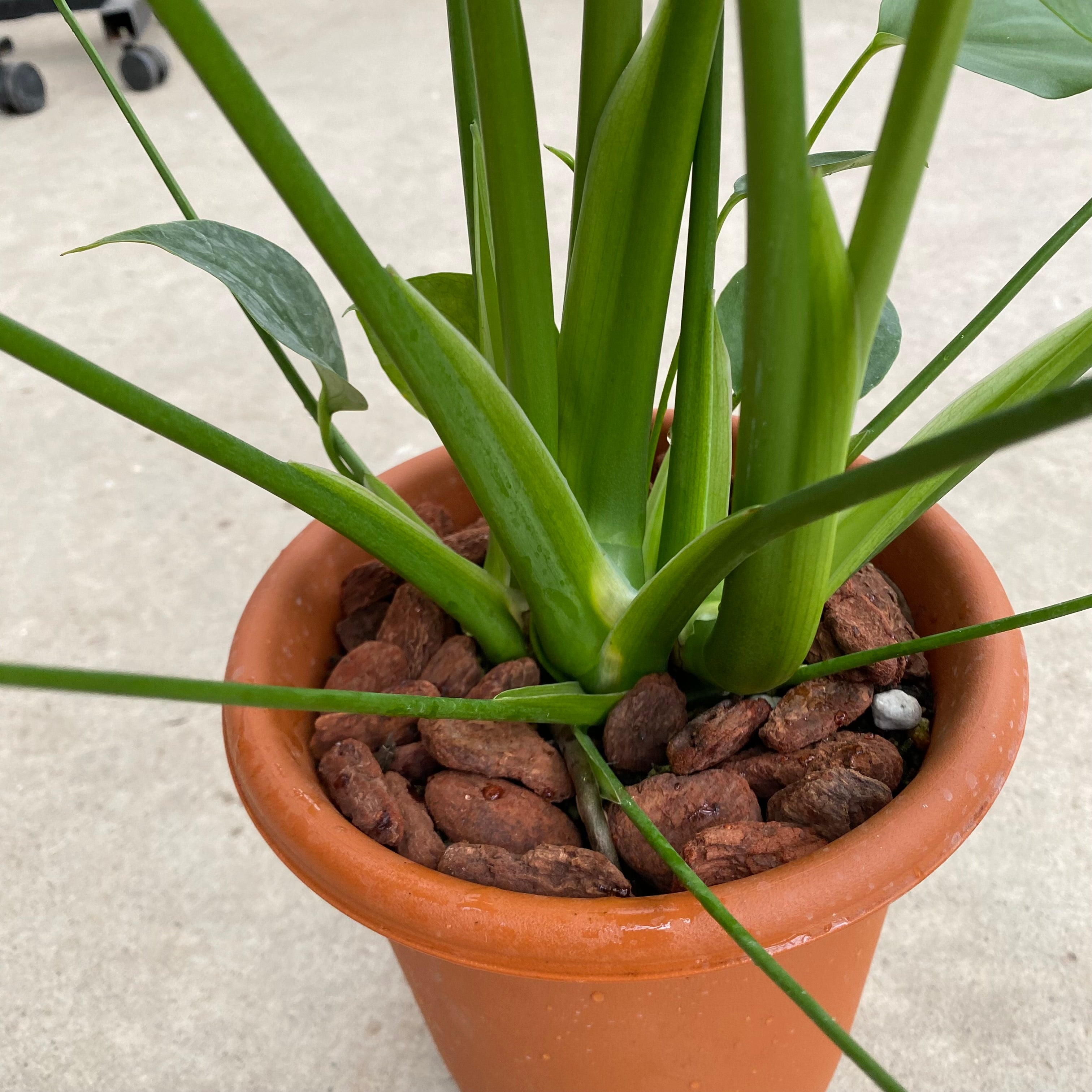 20006 モンステラ デリシオーサ 6号鉢 – 植物家族