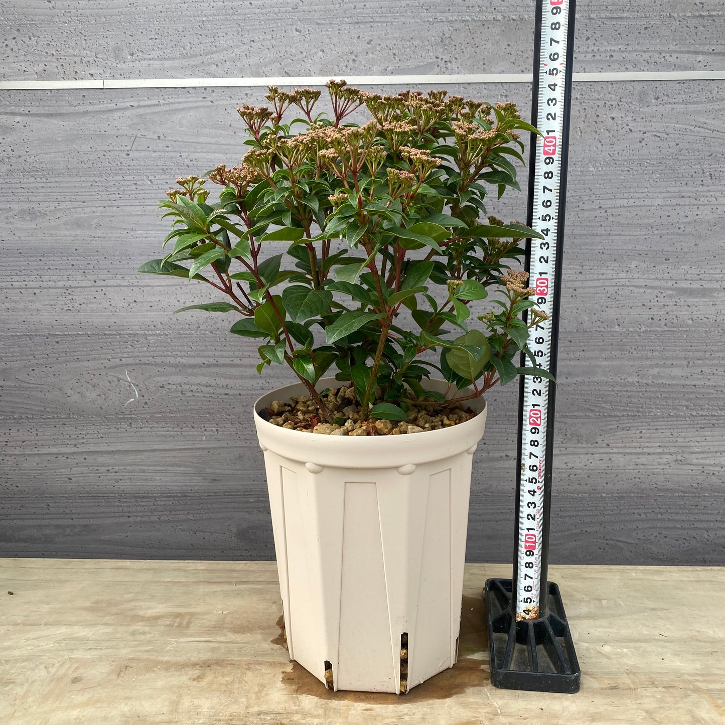 ビバーナムティヌス　７号スリット鉢/オリジナル色