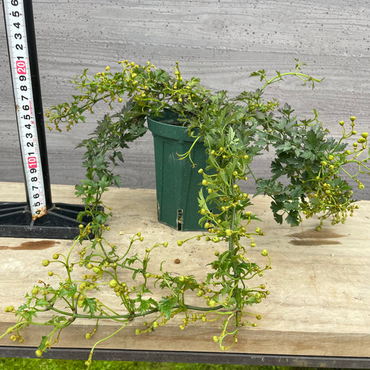 No.27001　クレマチス　フレグラントオベロン　4号鉢