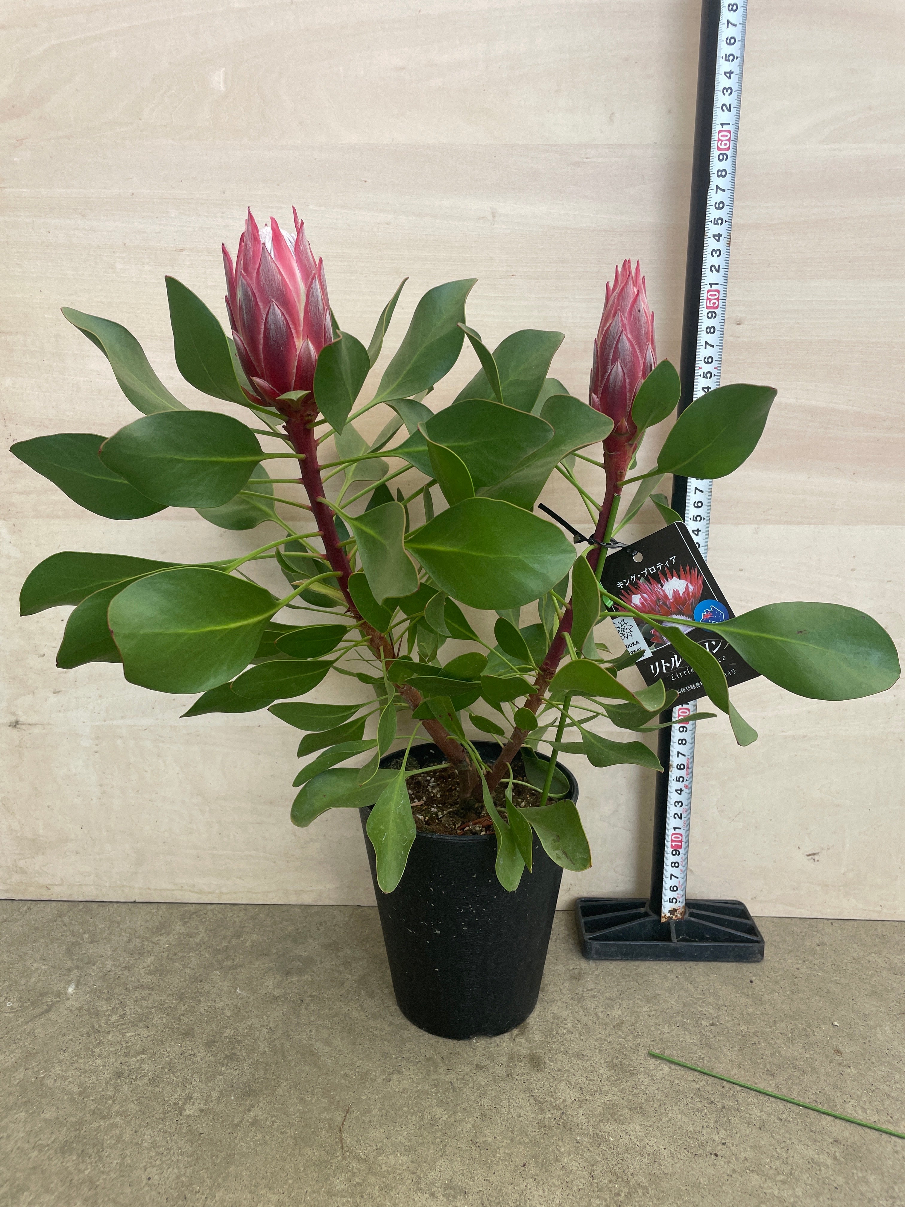 Pickup 全ての商品 – 植物家族