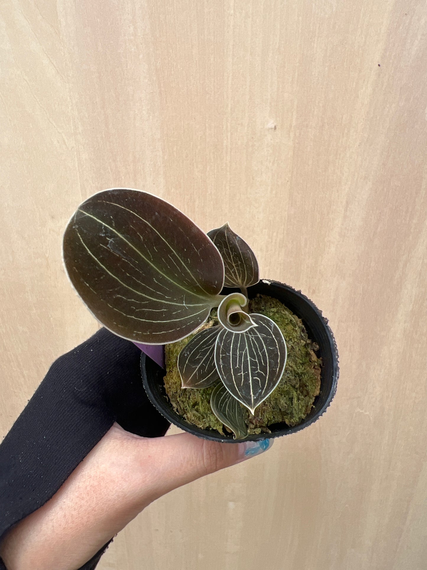 No.04042　ジュエルオーキッド　Anoectochilus lowii　2号苗ポット
