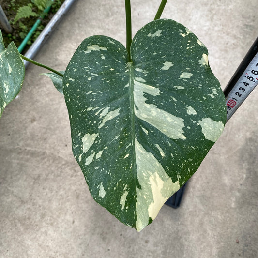 農場創業祭 No.18003　モンステラ　タイコンステレーション　7号おすすめ白ポット