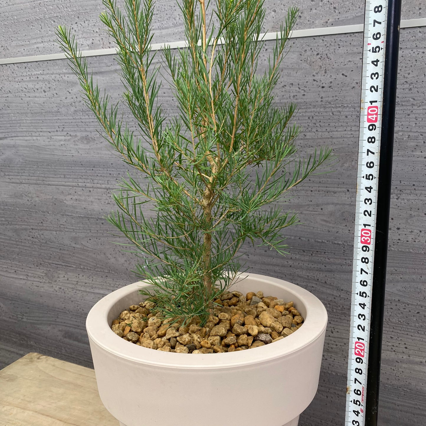 メラレウカ　アルタニフォリア　オリジナルポット