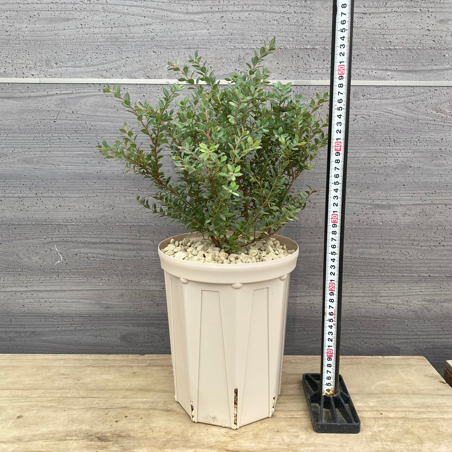 ブルーベリー　インディゴブルー　7号スリット鉢/オリジナル色