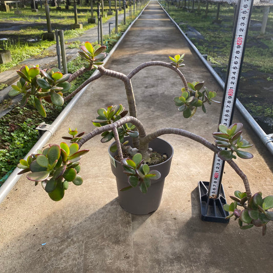 06058　クラッスラ　5号グレーポット