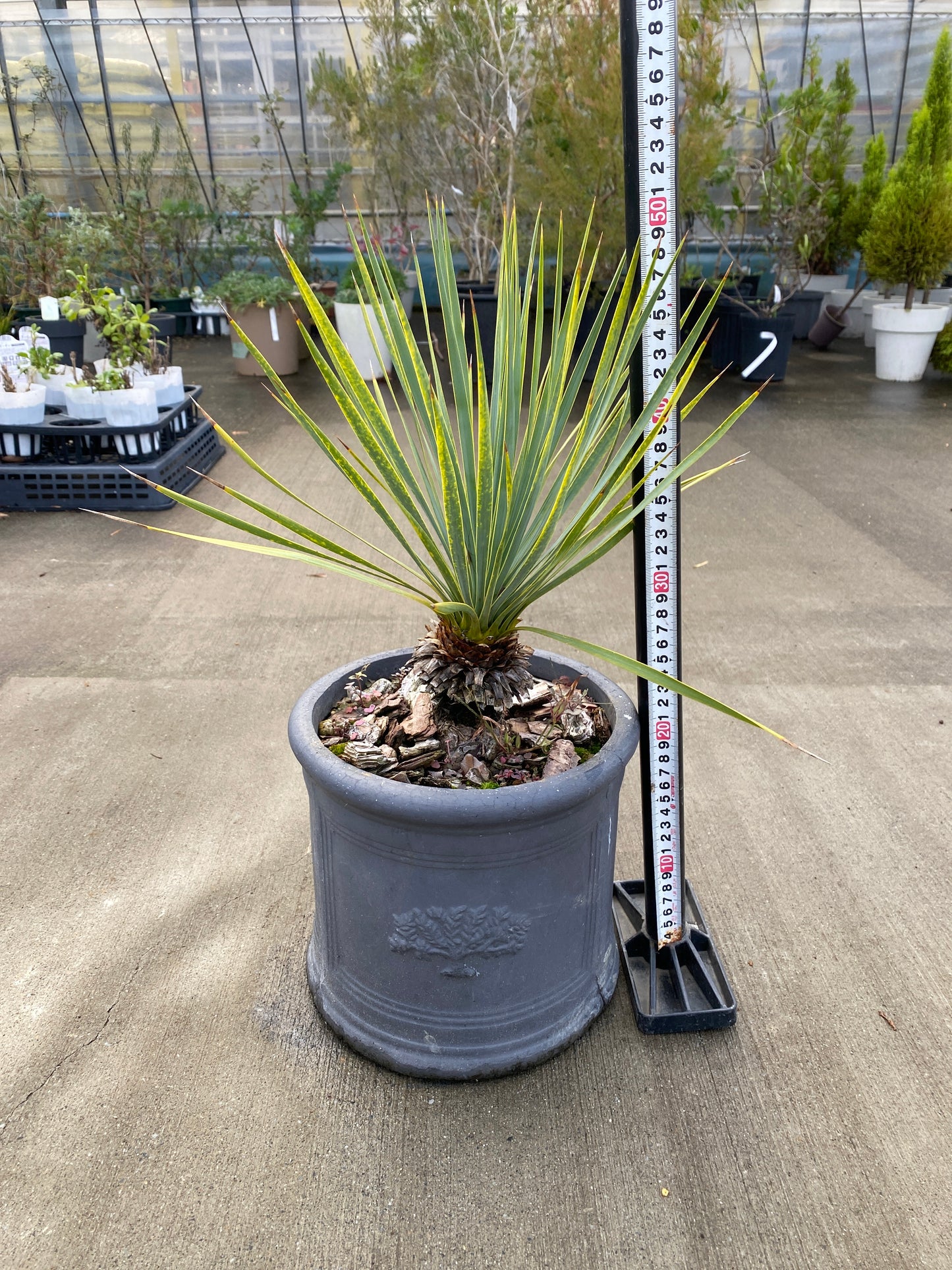 農場創業祭 No.26065　ユッカ　ロストラータ　陶器鉢