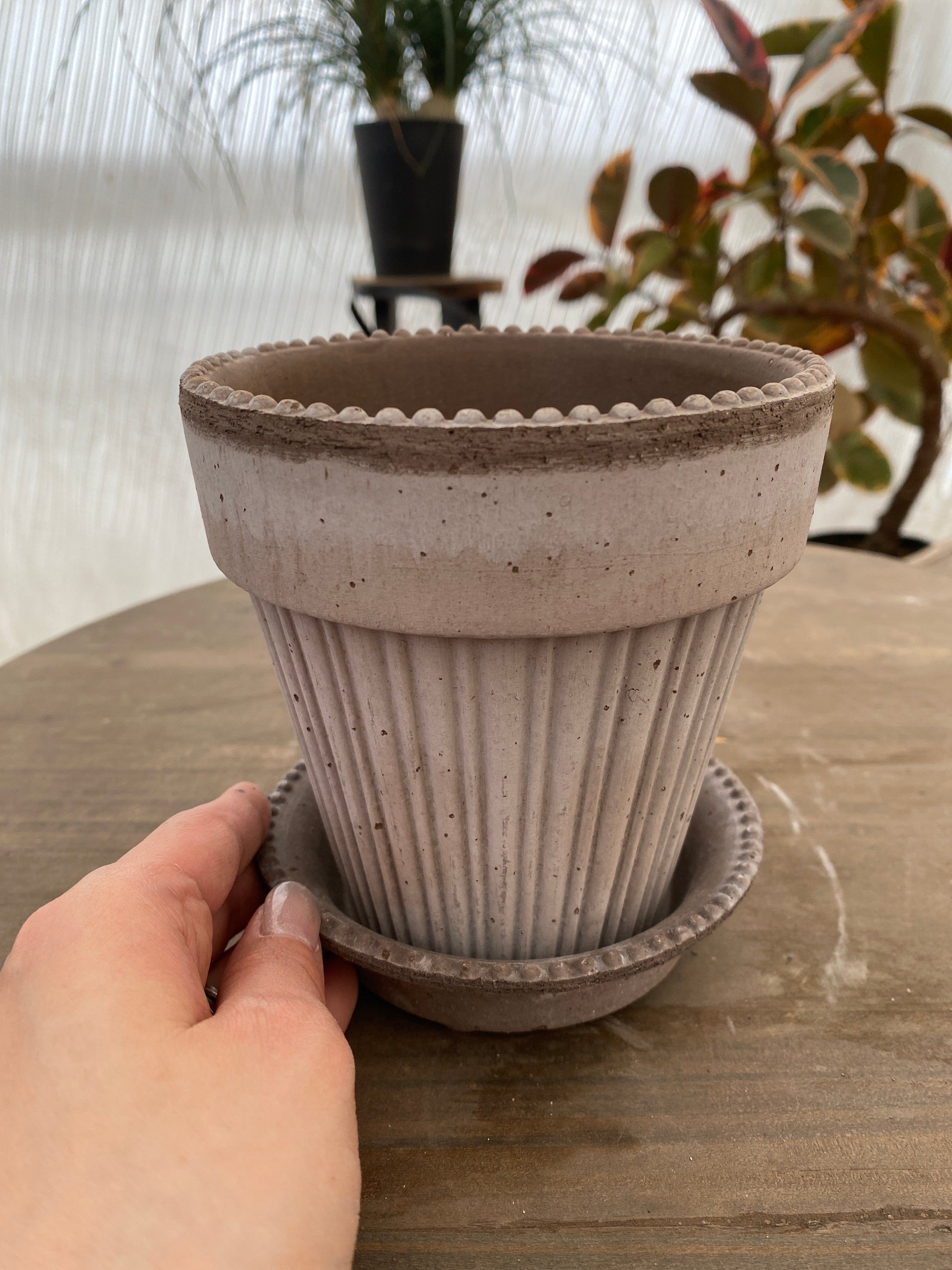 商品 – 植物家族