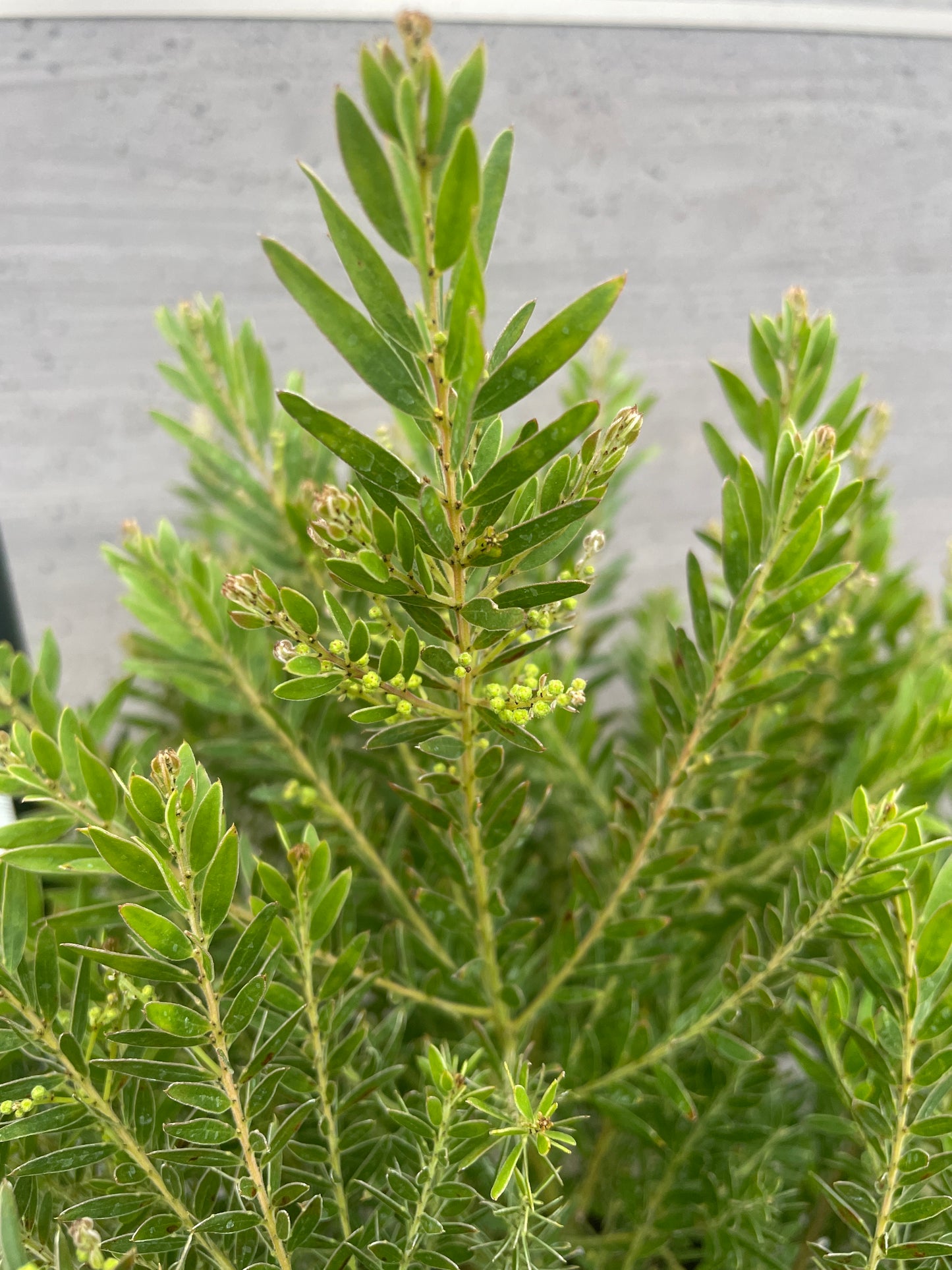 No.06015　アカシア　テレサ　5号鉢