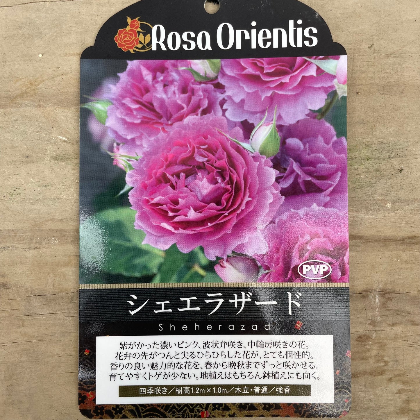 薔薇　シェエラザード　7号おすすめ白ポット