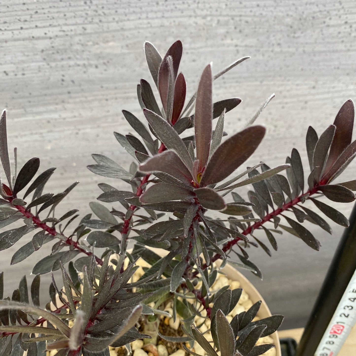 リューカデンドロン　デュリフ　6号スリット鉢/オリジナル色