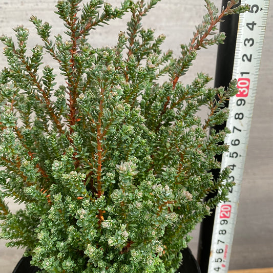 市場仕入れ即売会　No.25085　コニファー　レッドスター　5号苗ポット