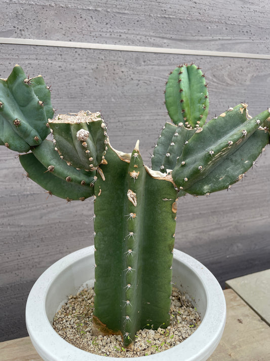 No.17007　サボテン　6号鉢