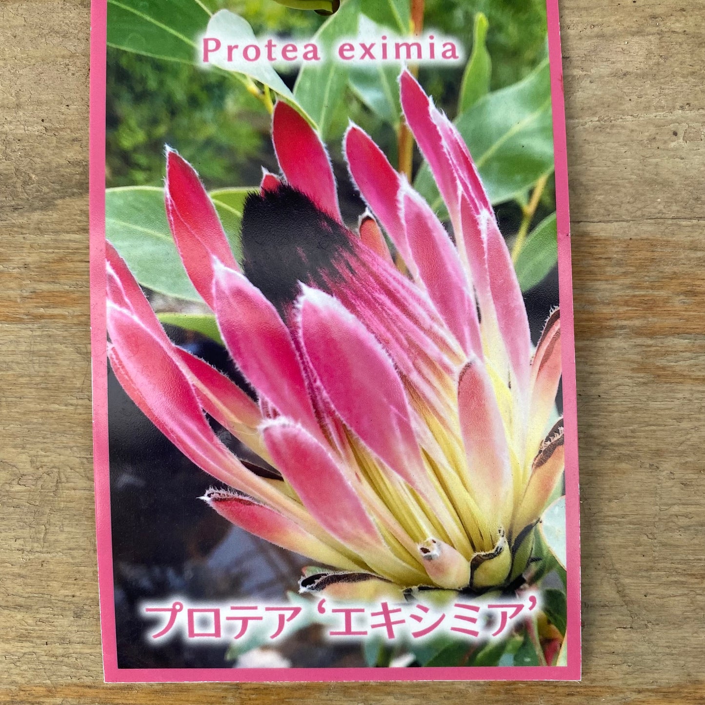 プロテア　エキシミア　７号スリット鉢/オリジナル色