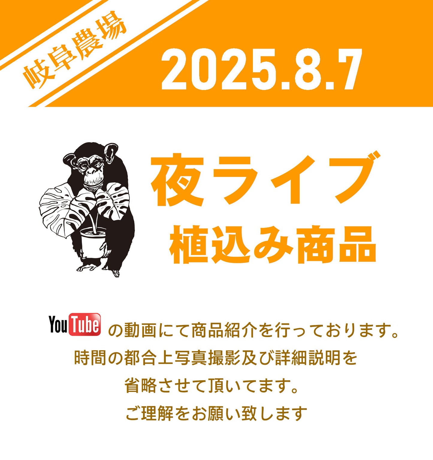 No.0741　フィカス　アルテシマ　曲げ仕立て　硬質ポット　受け皿付