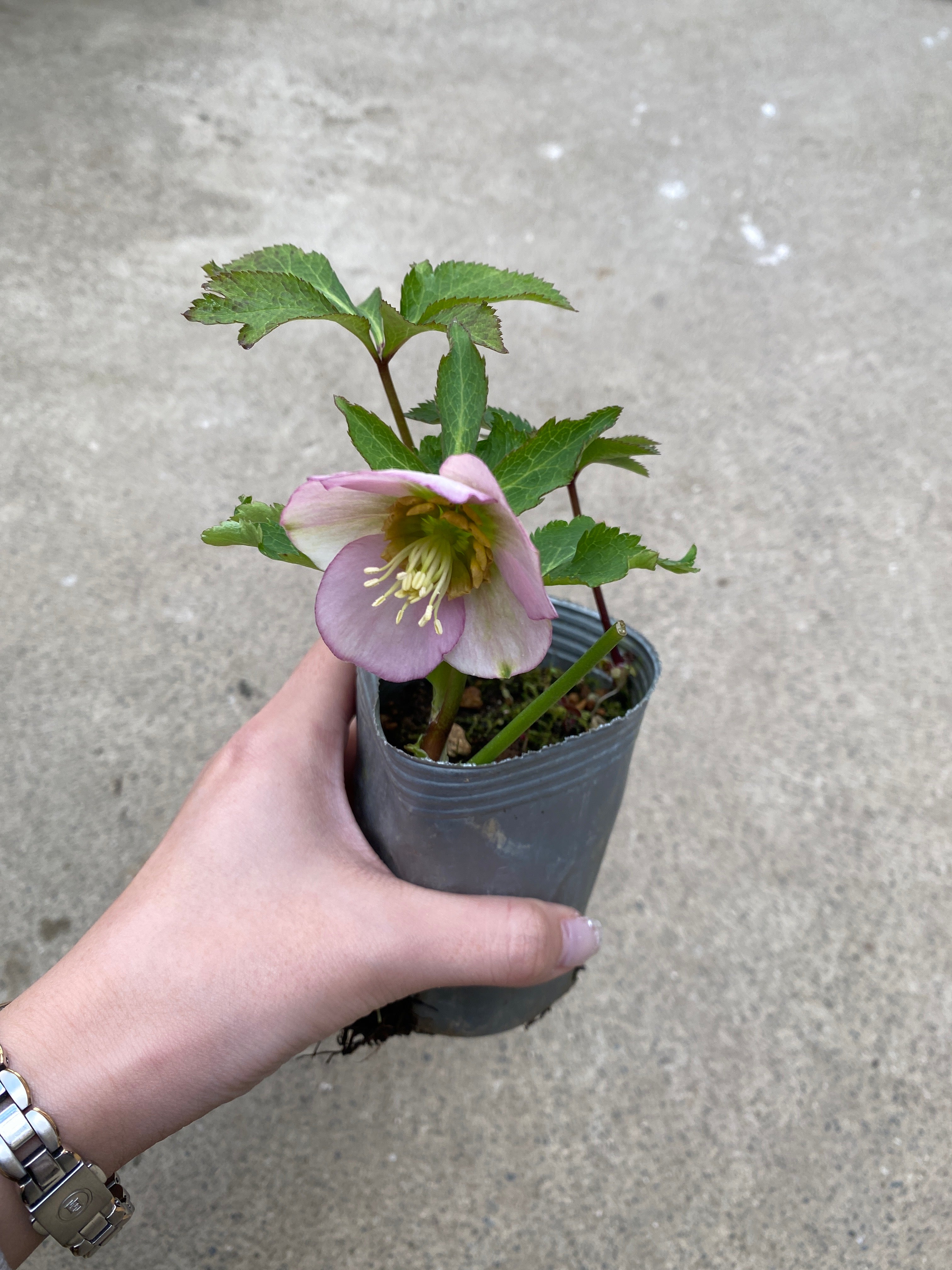 M021 クリスマスローズ シングル 2.5号苗ポット – 植物家族