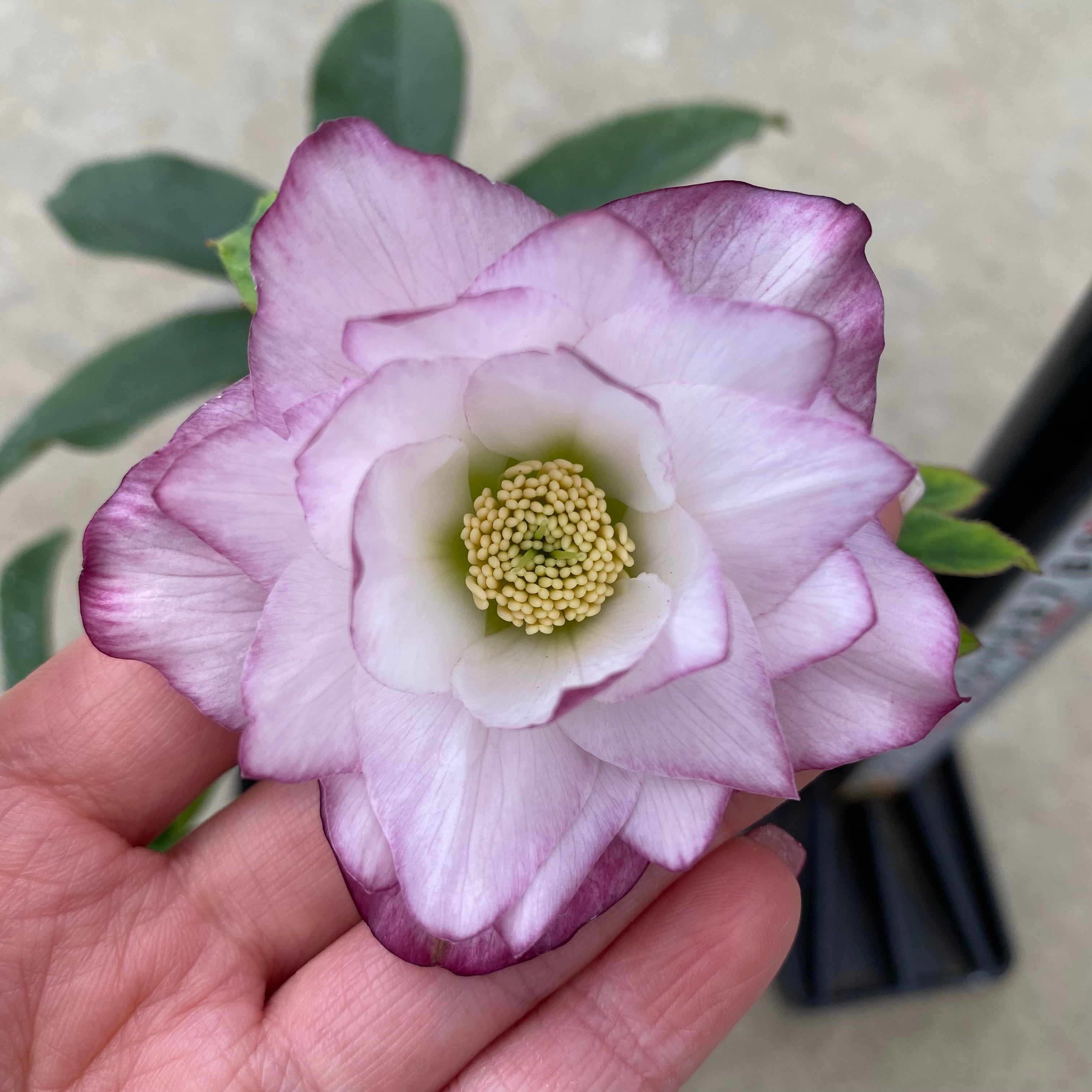 20062 クリスマスローズ ダブル咲き 3.5号苗ポット – 植物家族