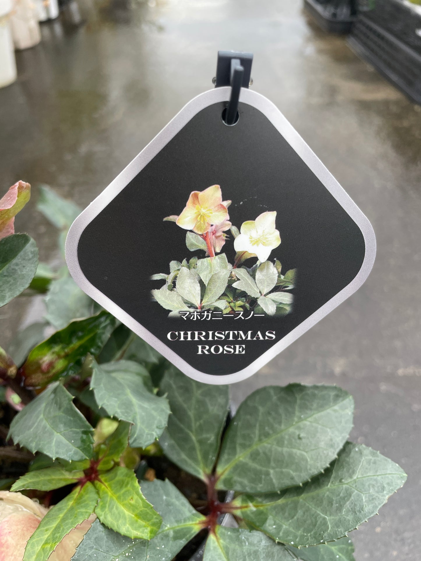 M54　クリスマスローズ　マホガニースノー　5号鉢