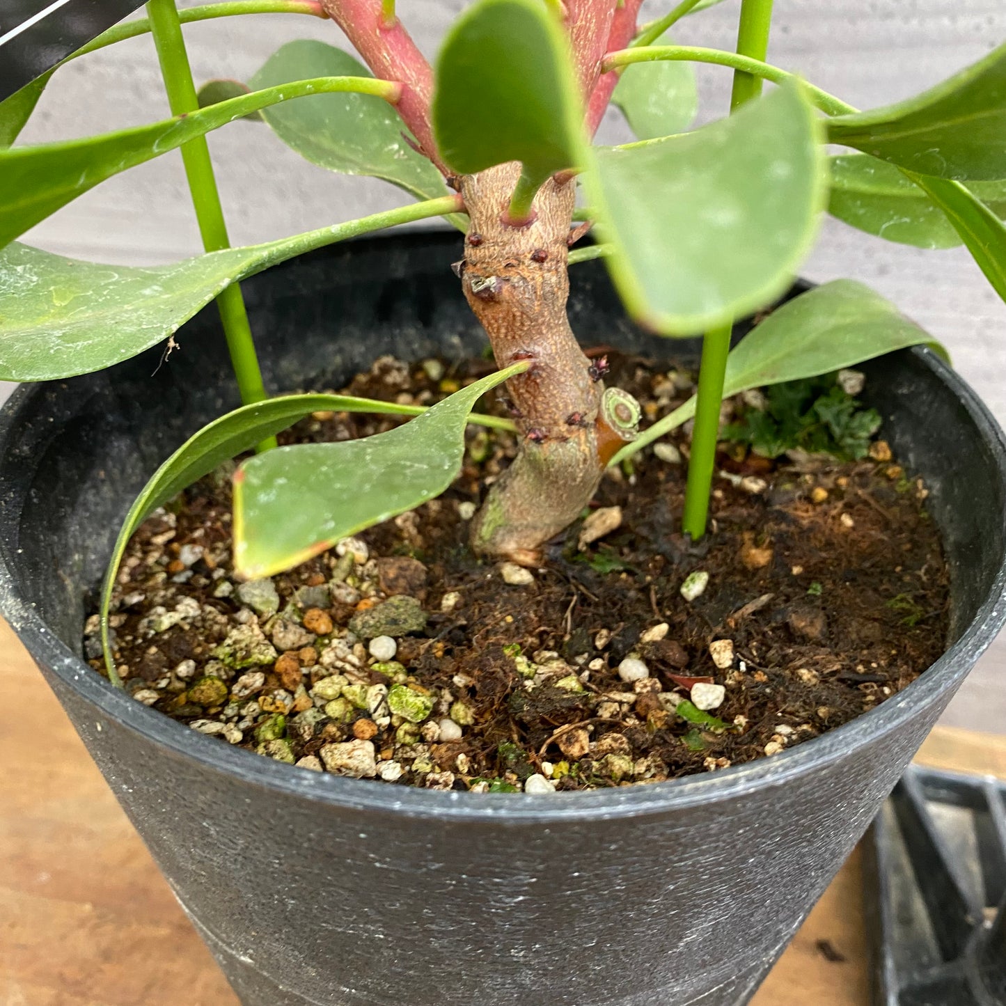 市場仕入れ即売会　No.25078　プロテア　リトルプリンス　5号鉢