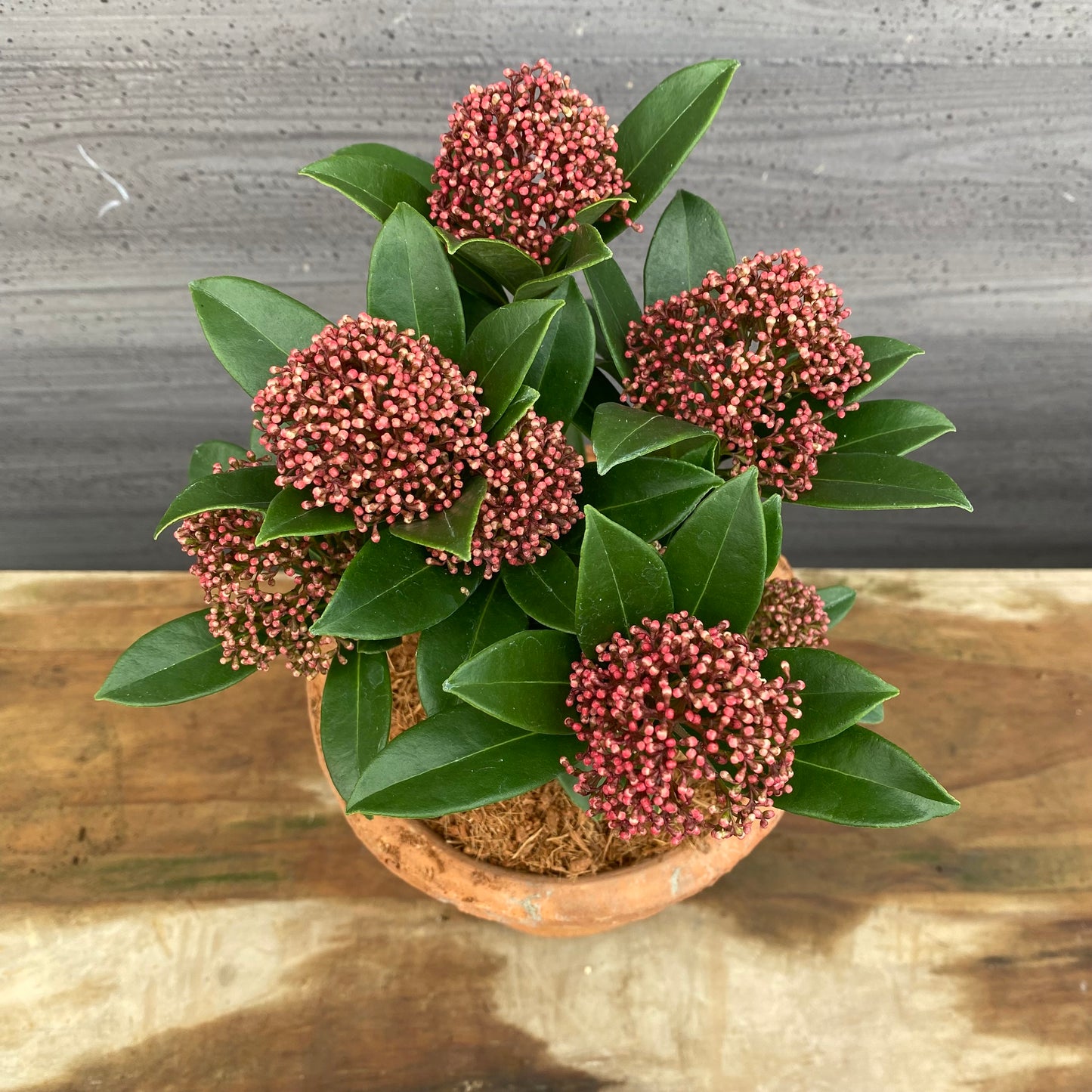 スキミア　ピンクドワーフ　キューガーデンポットレッド