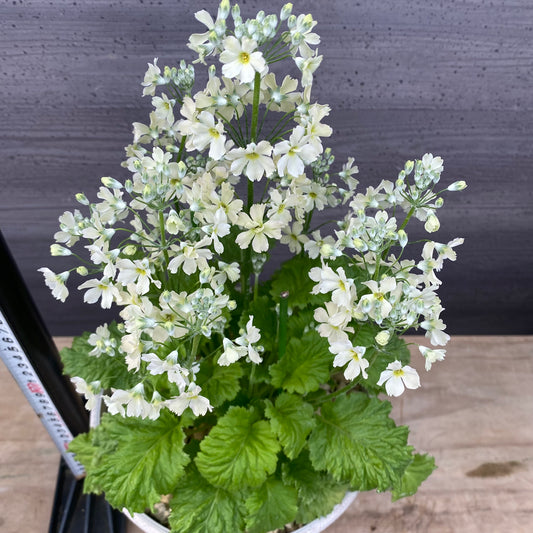 No.19020　プリムラ　ウインティー　ライムグリーン　ホワイトプラ鉢