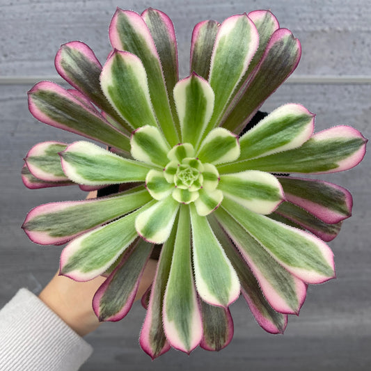 No.08011　アエオニウム　ハクゲッコウ　3.5号苗ポット