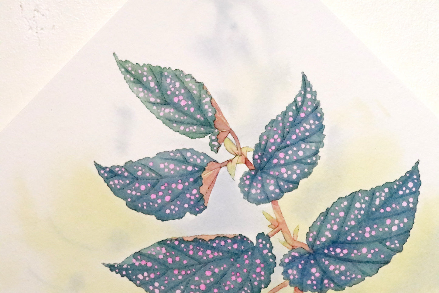 原画★木立性ベゴニア　Benigo　Aタイプ　20×20cm