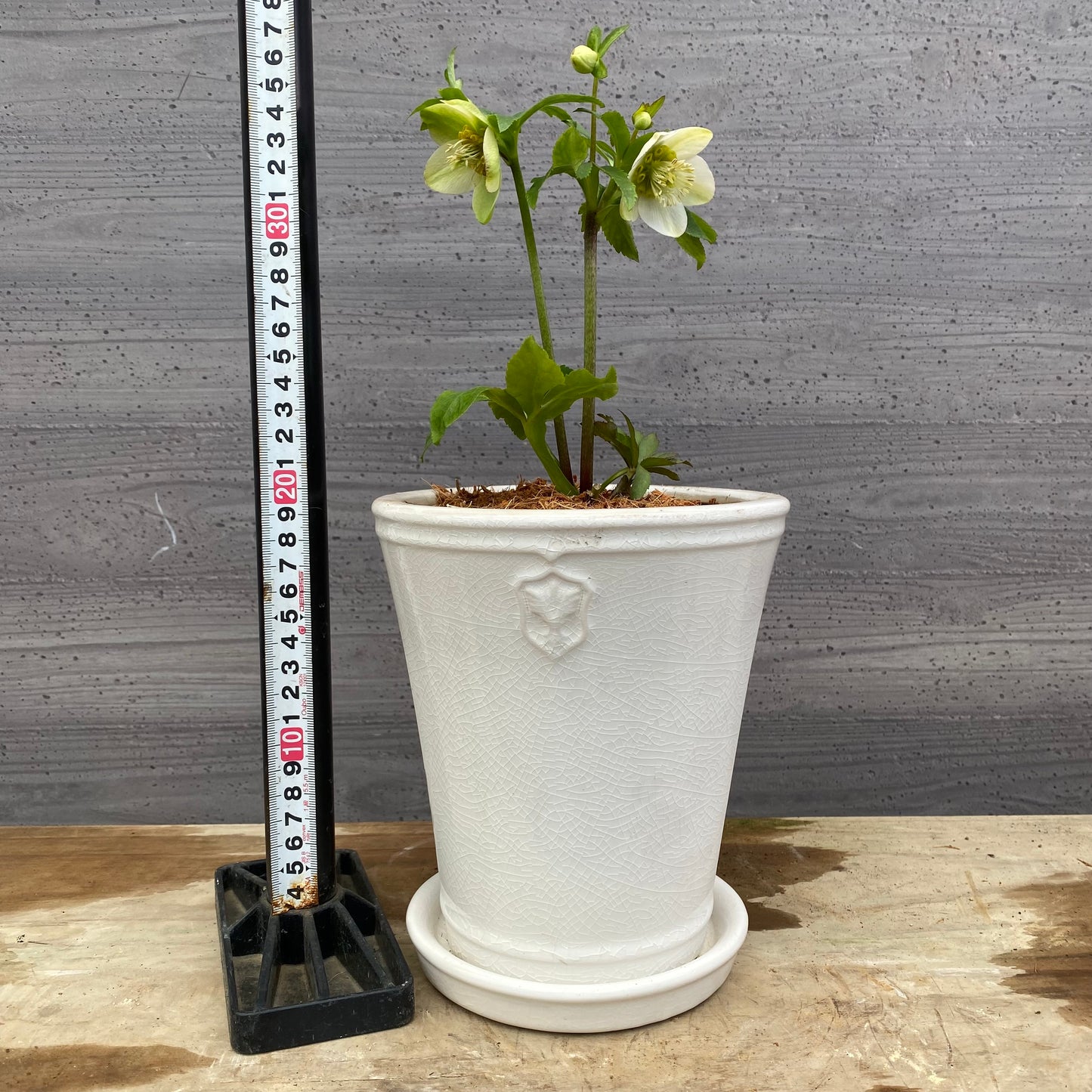 No.12040　クリスマスローズ　花郷園さんオリジナル5号陶器鉢