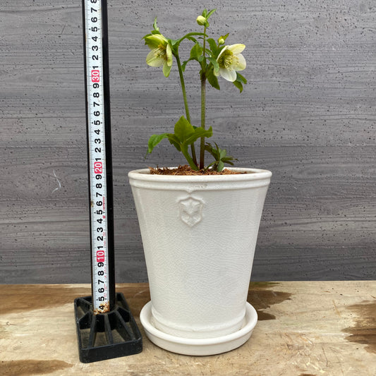 No.12040　クリスマスローズ　花郷園さんオリジナル5号陶器鉢