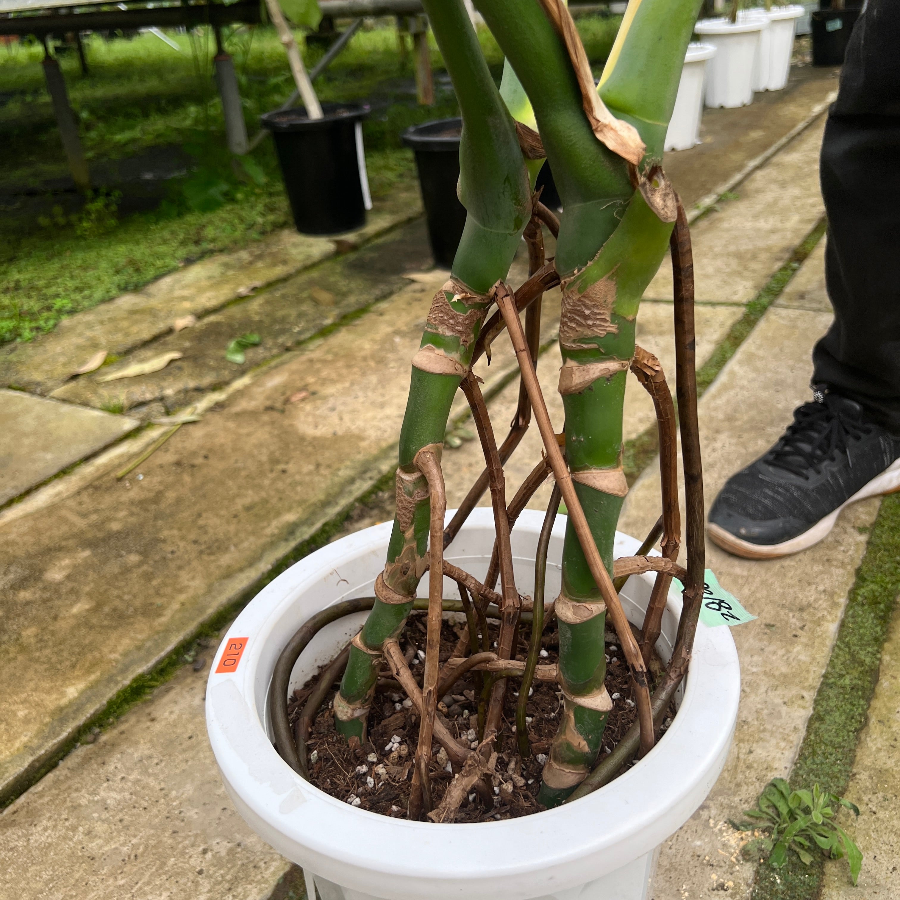 即売会SALE No.28100 モンステラ 8号鉢 – 植物家族