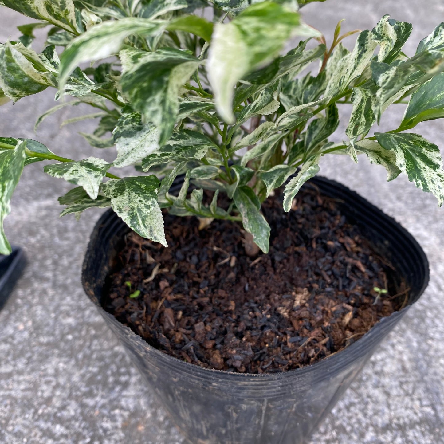 ヒサカキ　ザンセツ　5号苗ポット