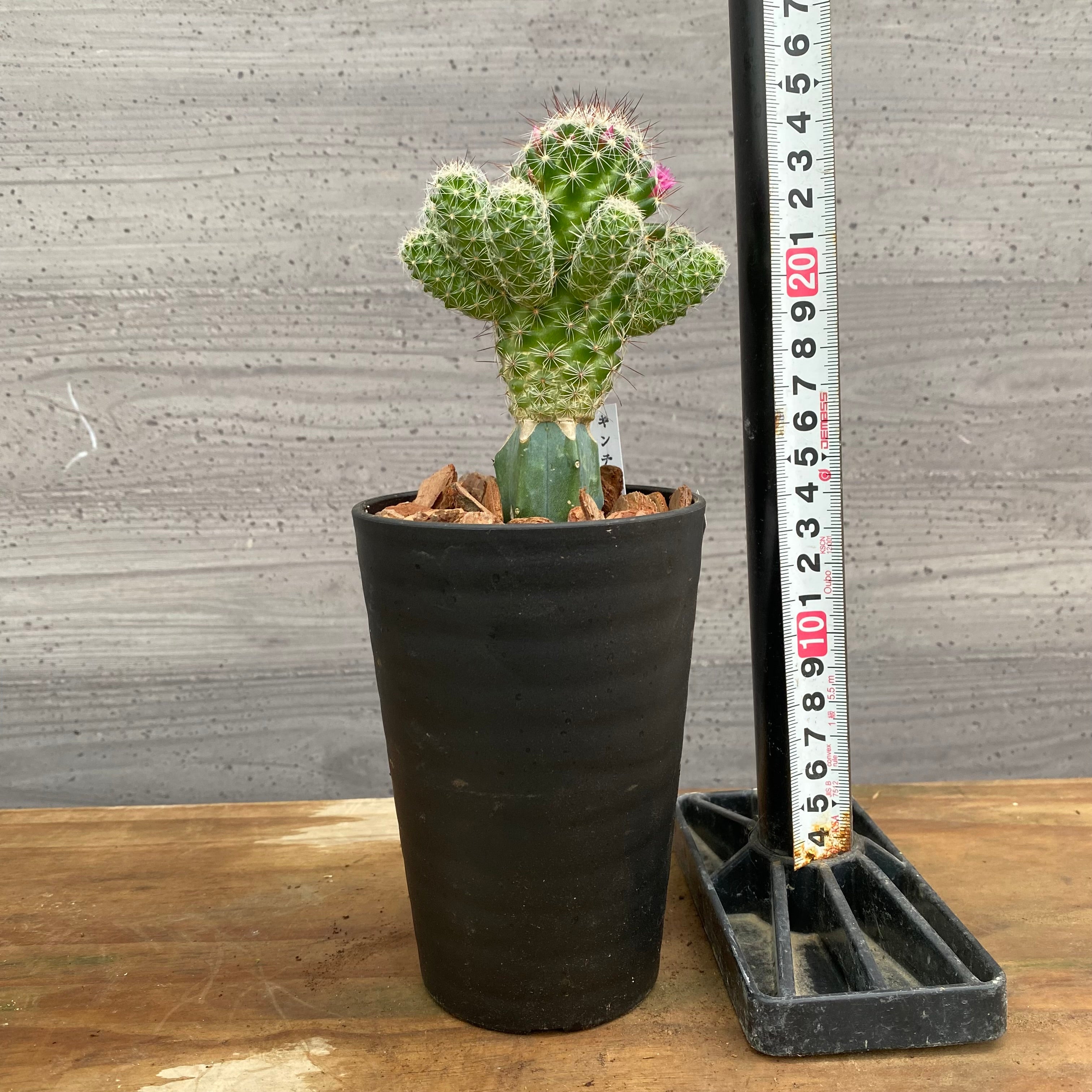 市場仕入れ即売会 No.25066 サボテン接ぎ木L 3号鉢 – 植物家族