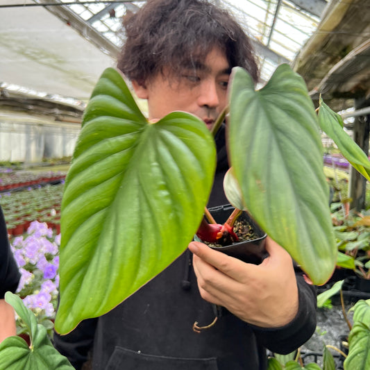 URBAN JUNGLE特集★U17　フィロデンドロン　spコロンビア　3号鉢