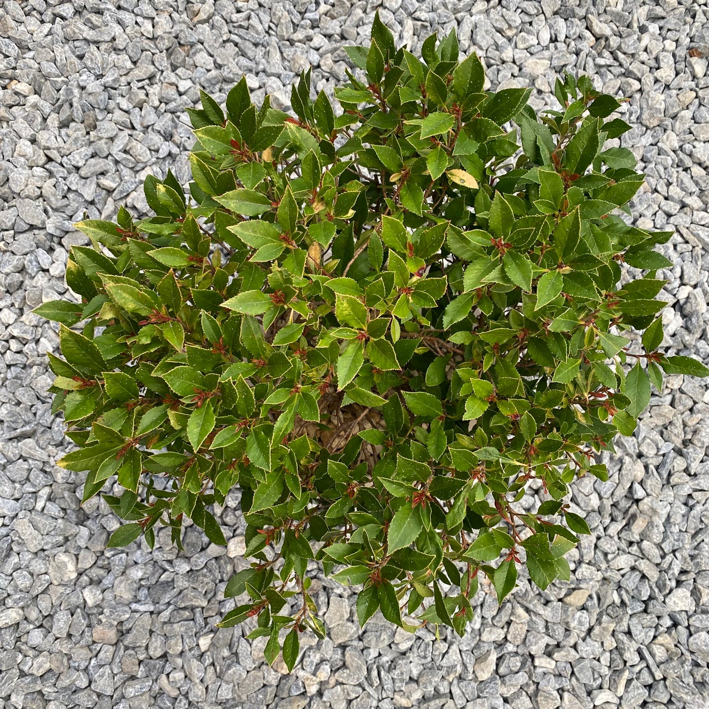 ベニカナメモチ　チコ　オリジナルポット