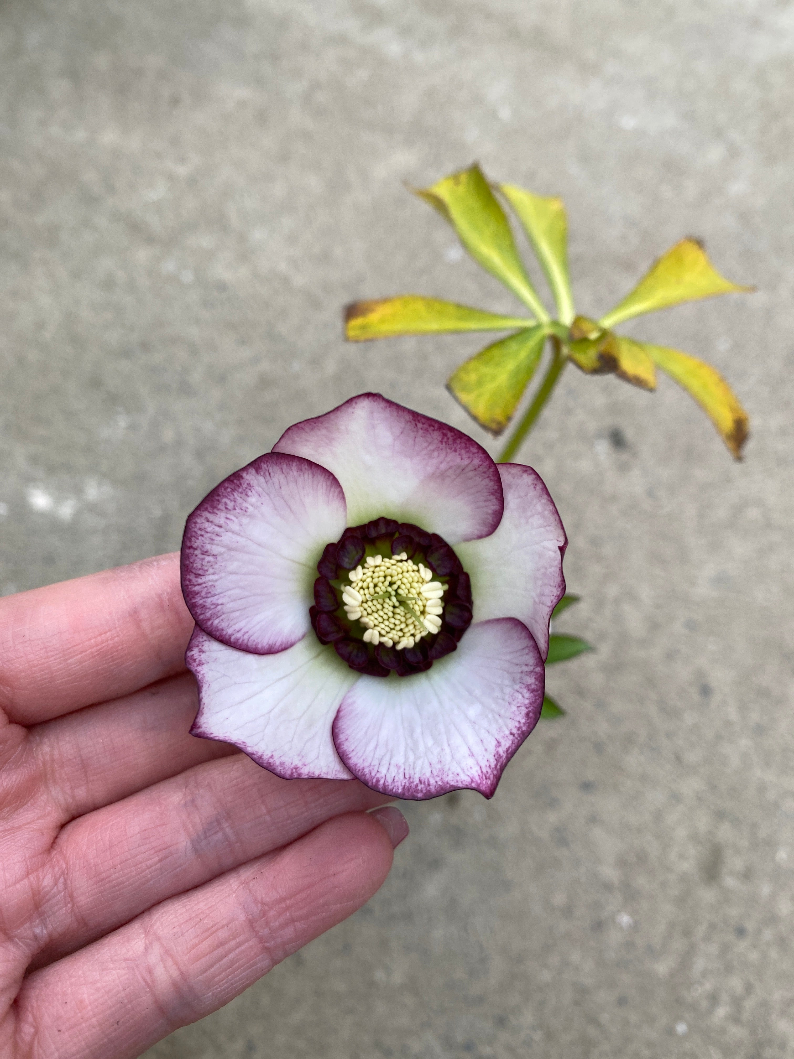 M018 クリスマスローズ シングル 2.5号苗ポット – 植物家族