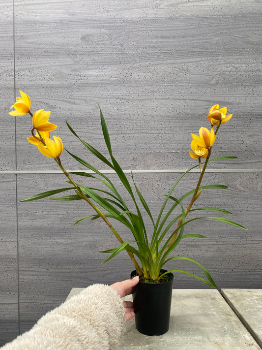 石田蘭園★和蘭 美々(香る蘭) 蘭用肥料プレゼント