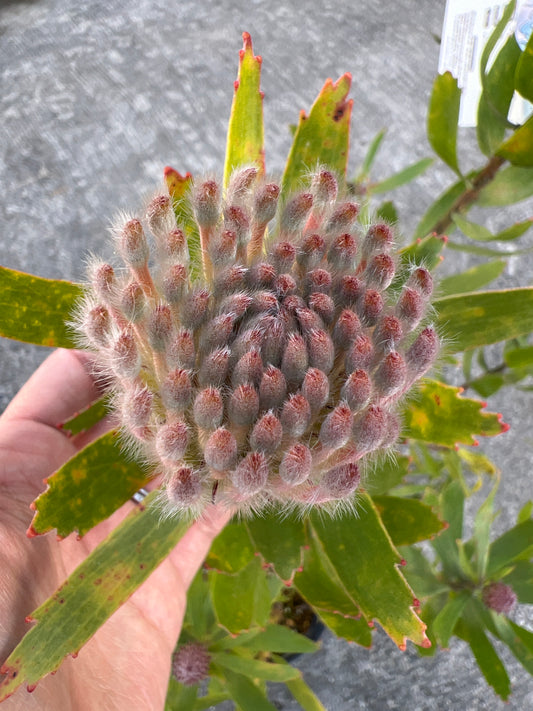 No.17062　リュウコスペルマム　スカーレットリボン　7号鉢