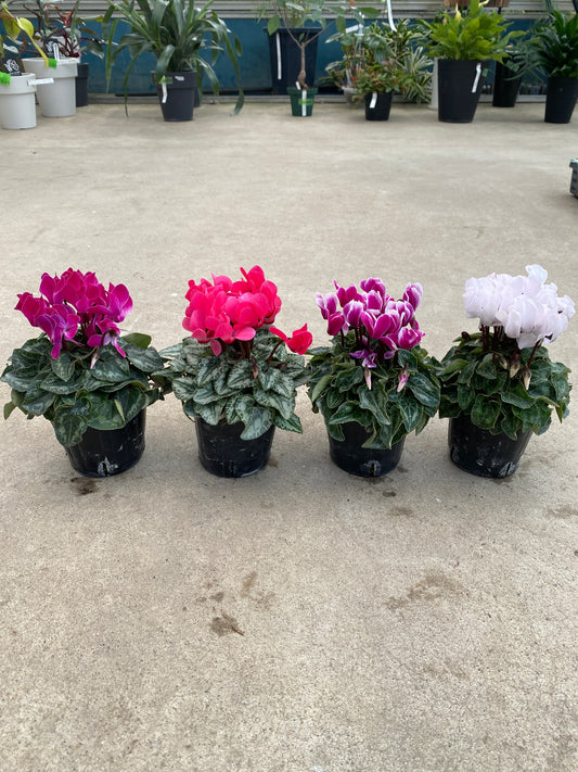 No.28030 ガーデンシクラメン 3号苗ポット 4ポットセット