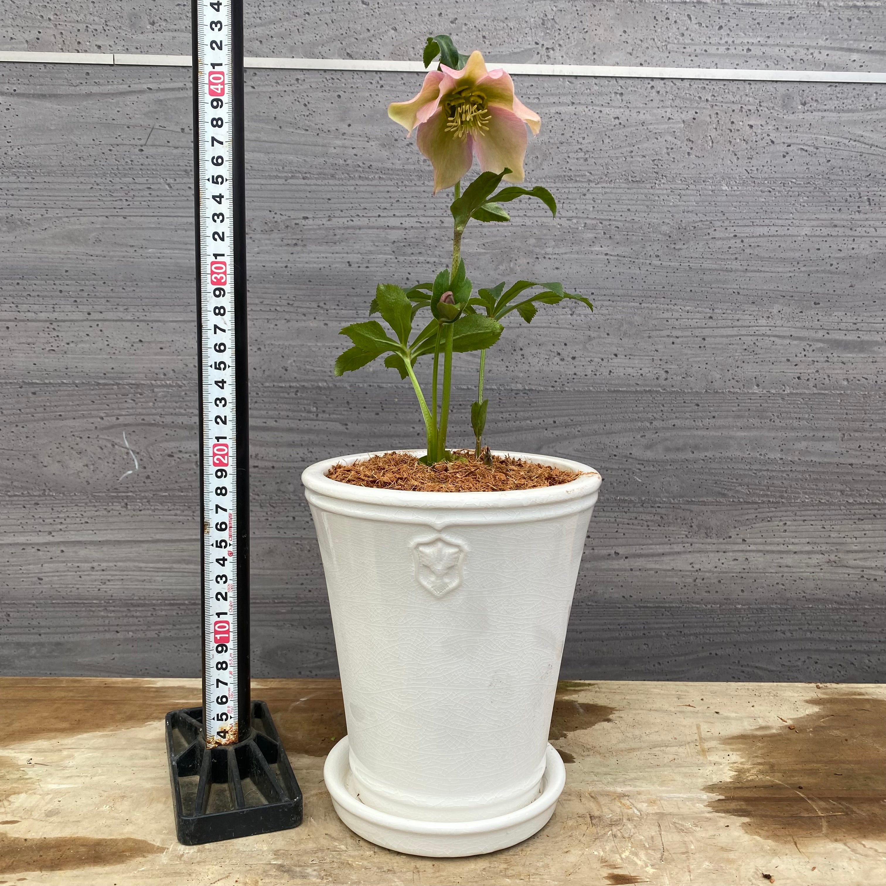 ローズ商品 クリスタル消磁セット | ローズクォーツ