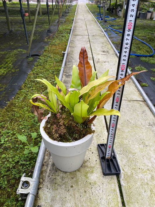 農場創業祭 No.26134　タニワタリ　6号おすすめ白ポット