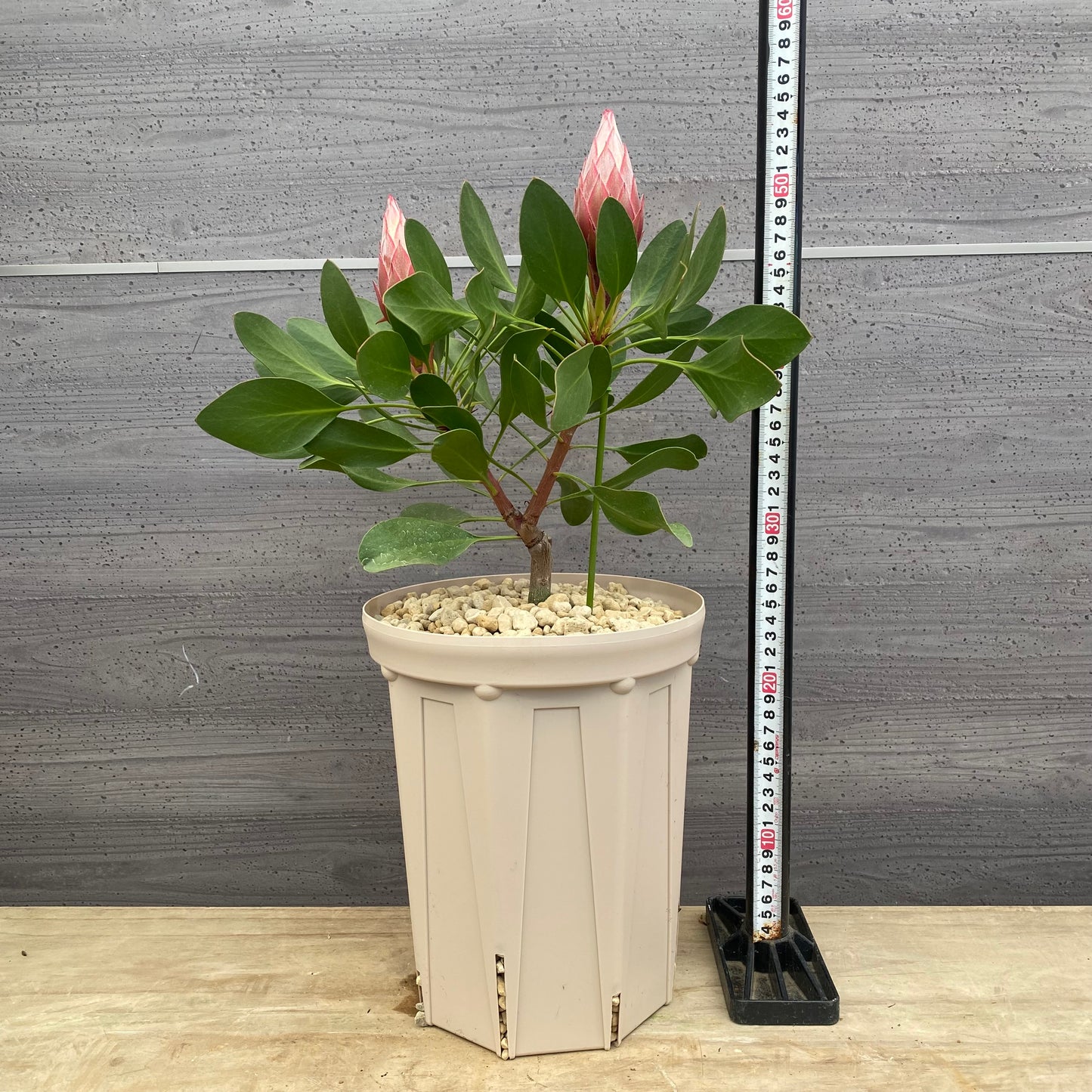 キングプロテア　リトルプリンス　７号スリット鉢/オリジナル色