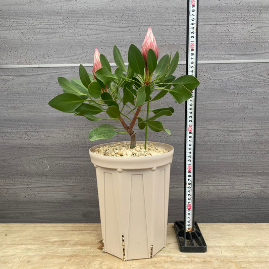 キングプロテア　リトルプリンス　７号スリット鉢/オリジナル色