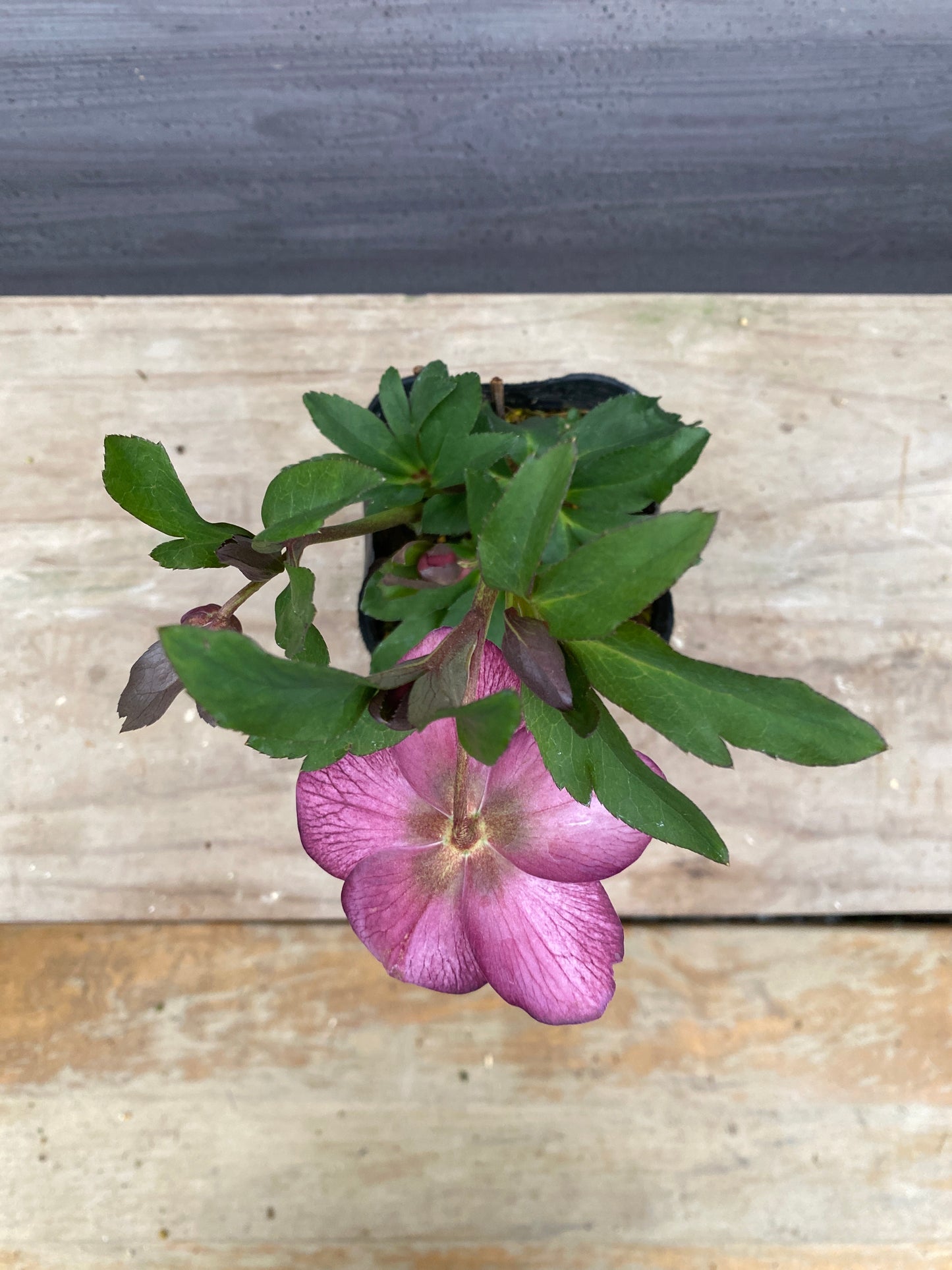 No.05119　横山園芸★クリスマスローズ　プリマドレス　5号苗ポット