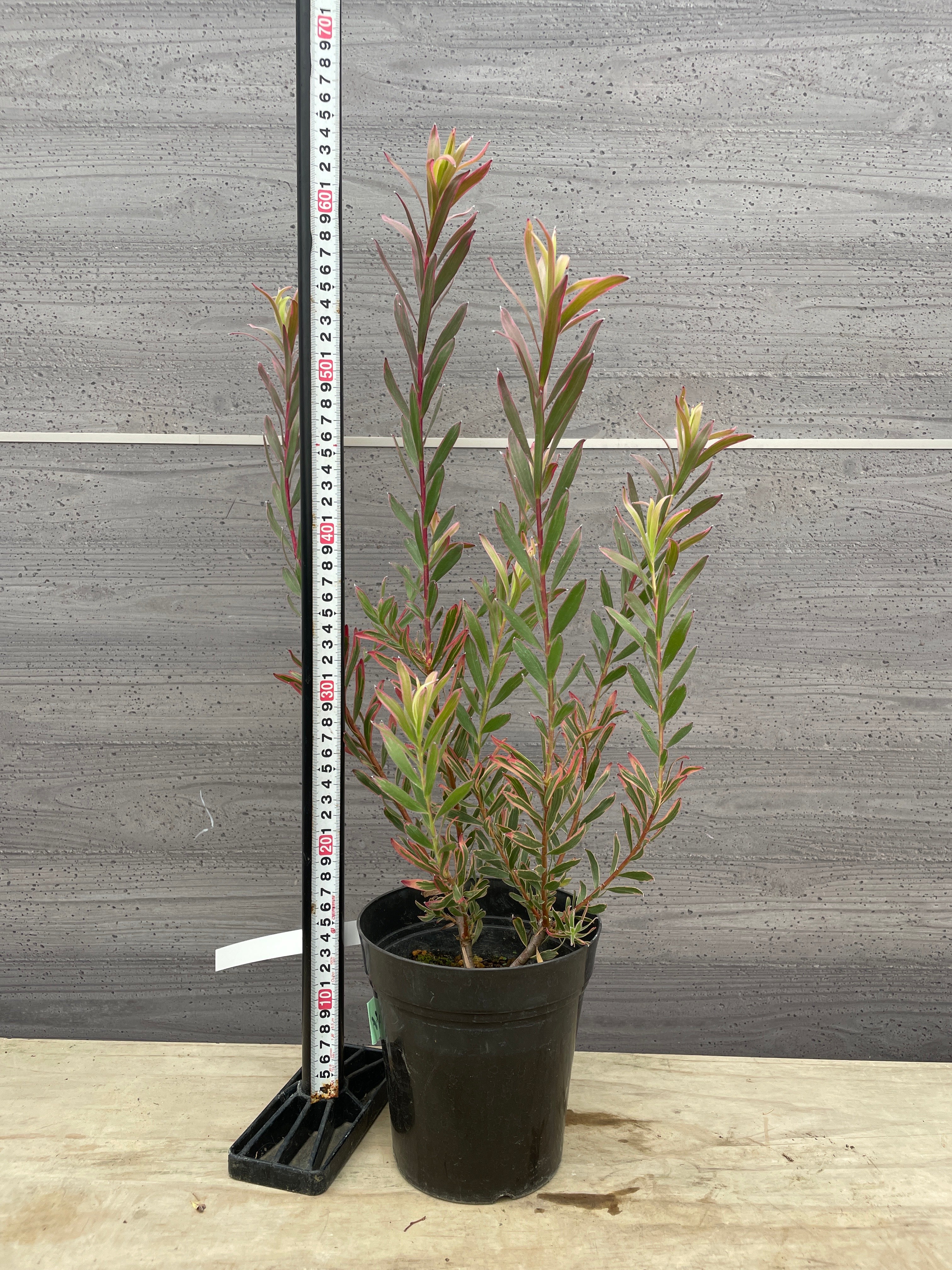 商品 – 植物家族