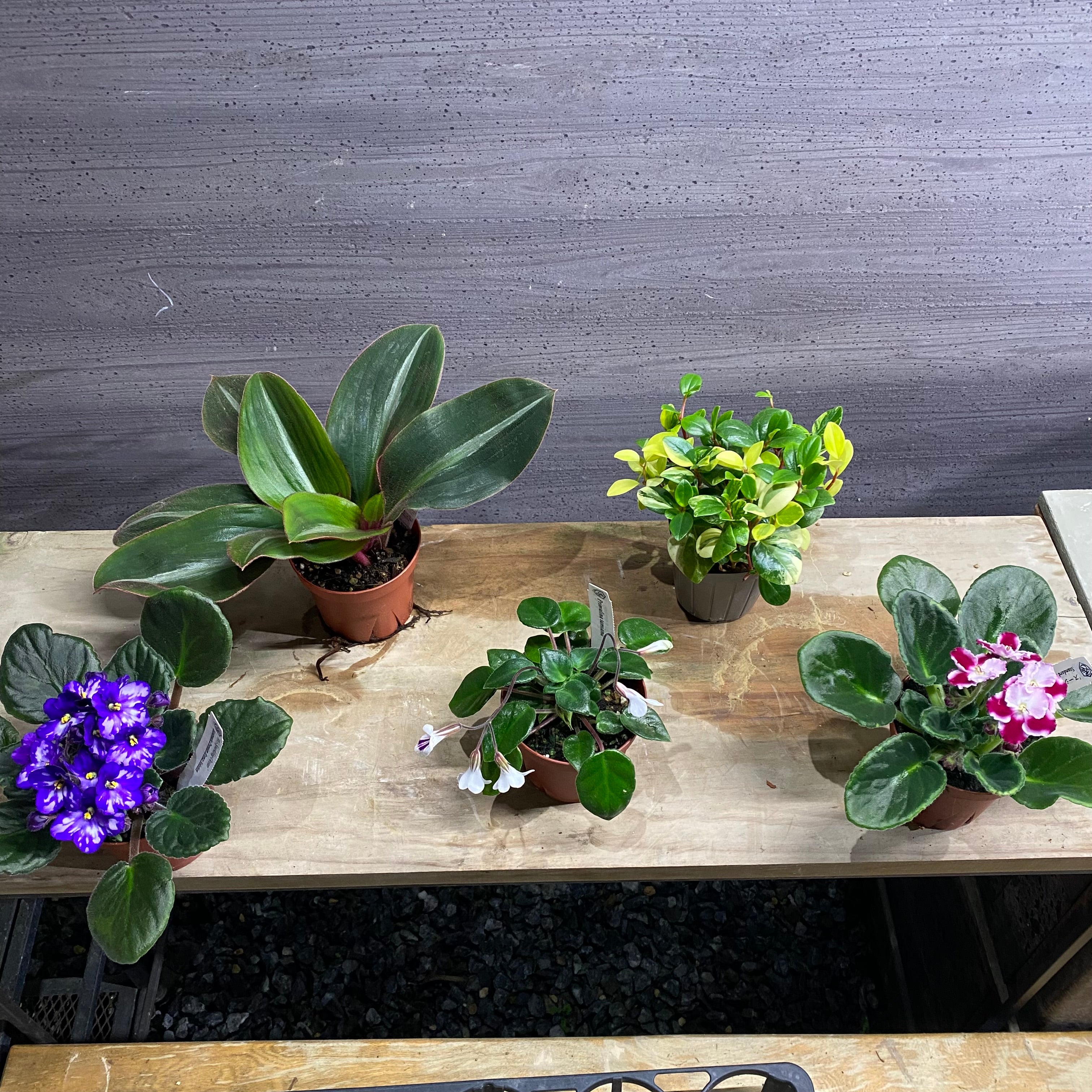 セボンスター　植物 Pickup 全ての商品 – 植物家族