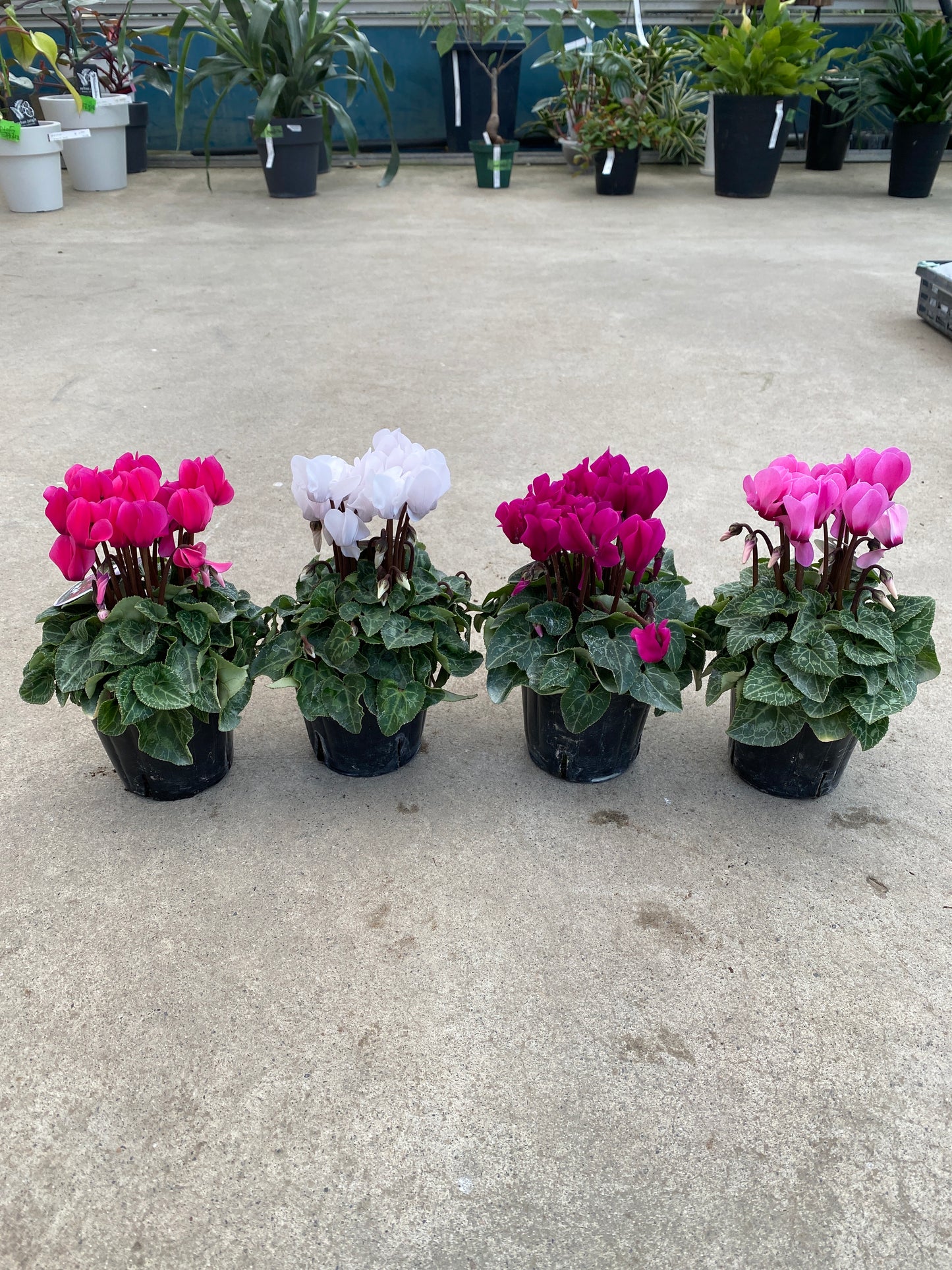 No.28028　ガーデンシクラメン　3号苗ポット　4ポットセット