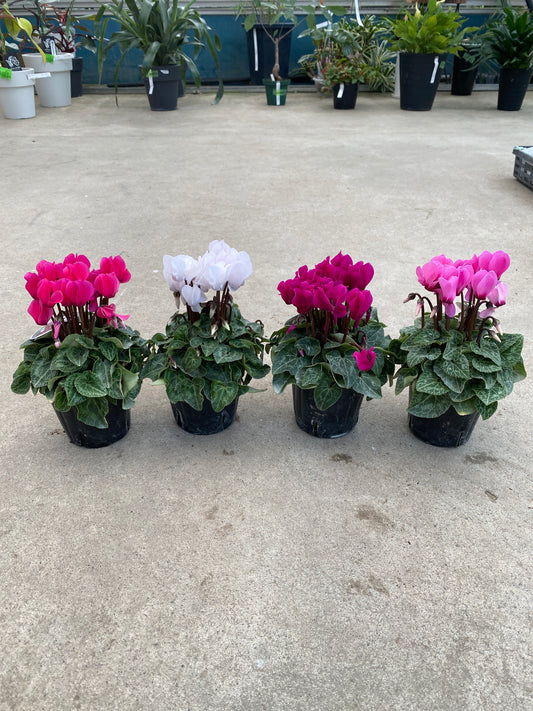 No.28028　ガーデンシクラメン　3号苗ポット　4ポットセット