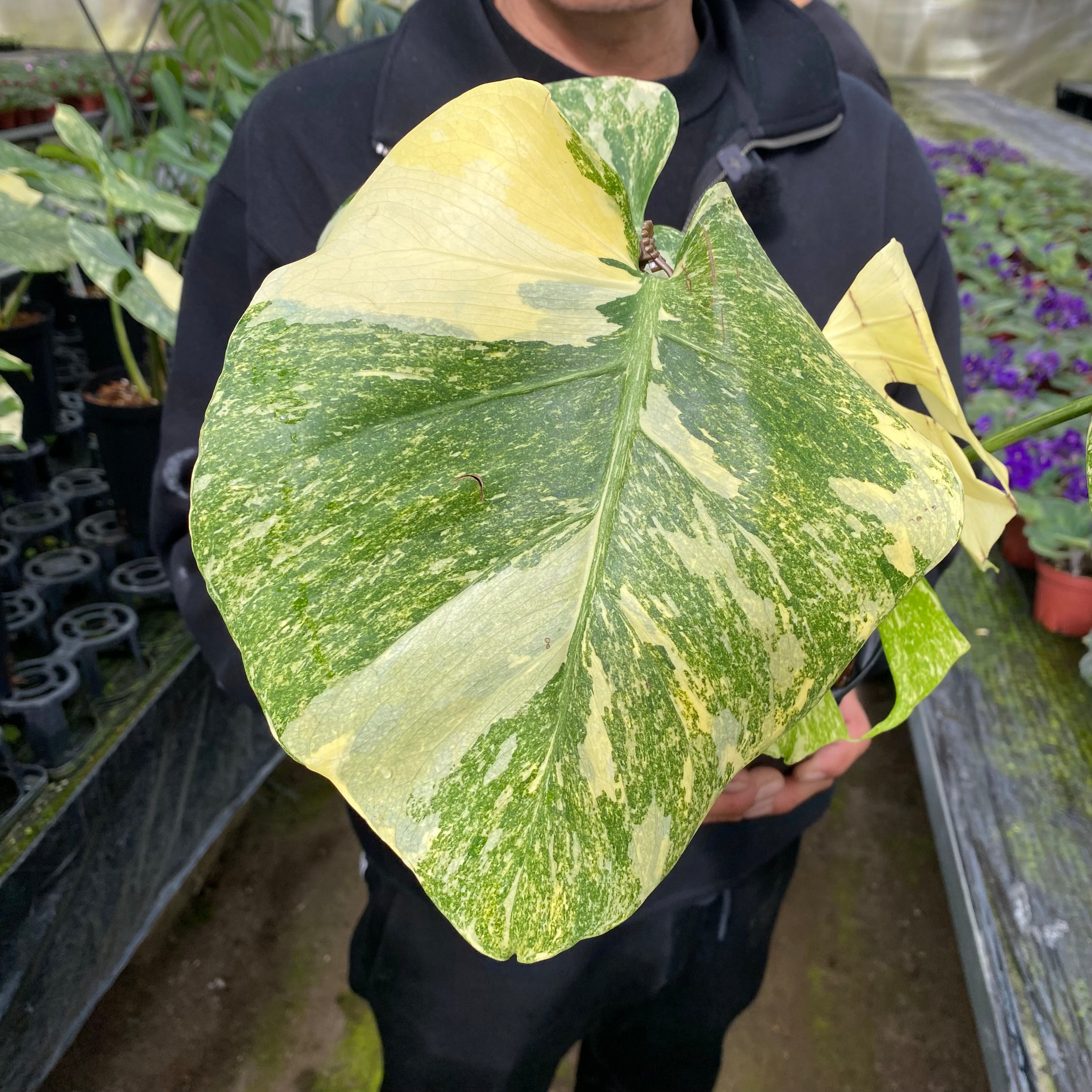 No.10009 モンステラ デリシオーサ レガシー 5号鉢 – 植物家族